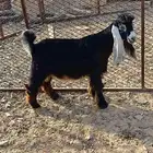 تيس فحل عارضي. معرف
