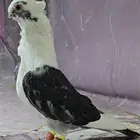 جوزين اسطنبولي توب ماشاءلله
