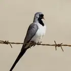 اجواز يمام
