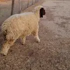 رخل جذعة 7 شهور سمينة الجبيل