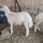 طليان