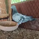 زواجل سباق كويتي 25 و23