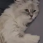 بسس لتبني