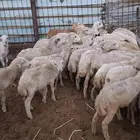 خرفان بلدي نضيفه للتربيه السعر 500