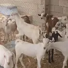 تيوس بلدي