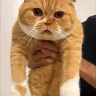 ذكر سكوتش فولد رد