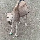 قعود جبر بلدي كفو