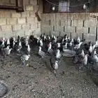 البيع دجاج فيومي
