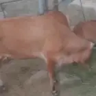 A cow with a male calf underneath it or for further contact 