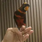 لوري دسكي هدد داخلي وخارجي