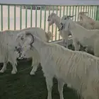 4 معزا مشاريك مقاني بيض بالفحل ابرص