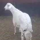 حلال