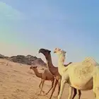عشرا كفو ولدها ابو 7 شهور للبيع