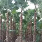 نخيل توريد وتركيب وشبوك