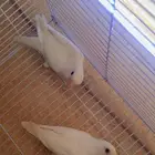 للبيع جوز روز البينو