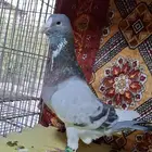 للبيع فحل منتج