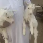 ماعز المتشنج النادر جوز جفرة وتيس فاتح ابيض افلام بريدة
