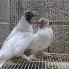 جوز مشترى جديد