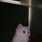 قطه للتبني معها جميع اغراضها بدون رسوم