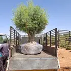 شجر زيتون معمر قزم اسباني شجر نخل عربي ترمنليا واشنطونيا