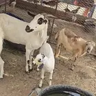 جفره تحتها جديه
