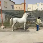 حصان واهو للبيع