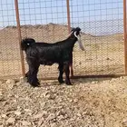 تيوس ذبايح مخصاه