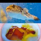 فص حجر عقيق مصور