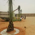 نخل مثمر فروخ ونقايل اخلاص هلالي عجوه نخيل صقعي مكتومي شيشي