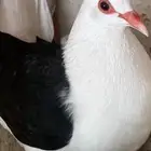 جوز رعبي تركيب جديد