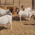 معزا بورقوت للبيع نظيفة ومنوة القناي بورقت