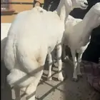 مطلوب 7 رخال صنف العمر من 9شهور الى سنه ونص وفخلها منها ال8