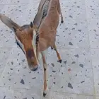 تيس ادمي اليف مره