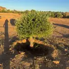 زيتون معمر جميع المقاسات