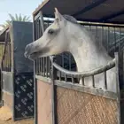 فحل واهو 4 سنوات ولد سلطان العنايه