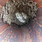 نحل بلدي على خط قلوه 50 خليه السعر200.