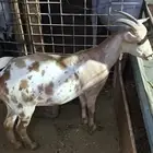 ماعز قزمي امريكي تشيكي جوز ذكر وانثى حامل