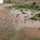 وز عراقي كوبرا اصيل