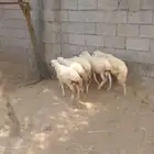 كباشه للبيع