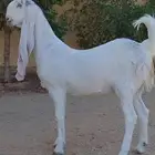 عنز حجازية خصم