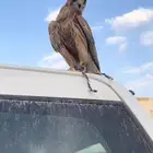شبوط شرط صحه وطبع