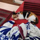 قطة كاليكو للتبني عمر 9 شهور