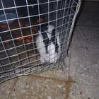 أرنب