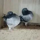 جوز نفاخ أمستردام بإنتاجه