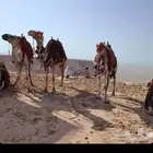 أجار جمال رحول ركبي لي التصوير بي اليوم وا الاسبوع وا الشهر