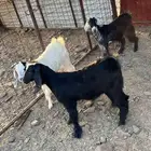 جفار ثلاجه نظيفه.