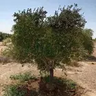 زيتون مثمر