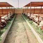 ضحايا نعيم بلدي