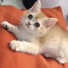 قطه سكوتش ستريت تم البيع
