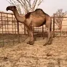 قعود دبياني حق طيب جدا الموقع شمال بيشه